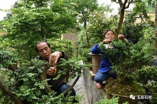 石柱车祸事件深度解析报告