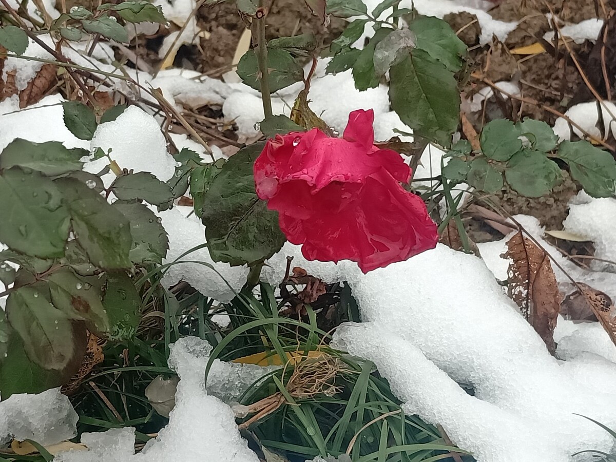 最新红雪下载，探索与体验之旅